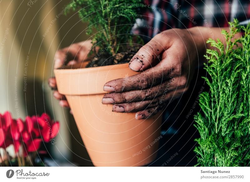 Frauenhände transplantieren Pflanze. heimwärts Sau Aussaat Gartenarbeit Topf Blumentopf Wachstum Farne Mensch Lifestyle Saatgut Düngung Biografie heimisch Öko