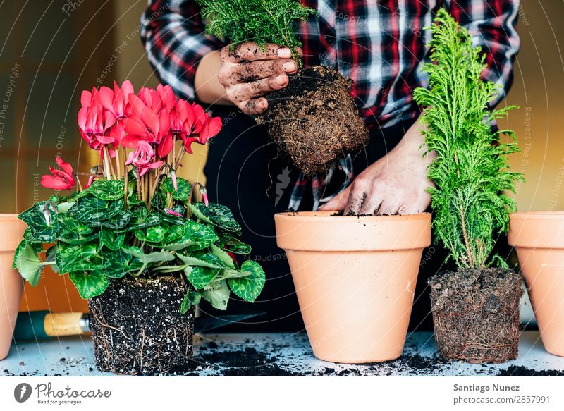 Frauenhände transplantieren Pflanze. heimwärts Sau Aussaat Gartenarbeit Topf Blumentopf Wachstum Farne Mensch Lifestyle Saatgut Düngung Biografie heimisch Öko