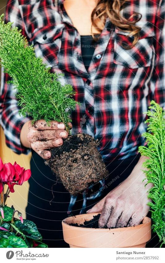 Frauenhände transplantieren Pflanze. heimwärts Sau Aussaat Wiederbepflanzung Gartenarbeit Topf Blumentopf Wachstum Farne Mensch Lifestyle Saatgut Düngung