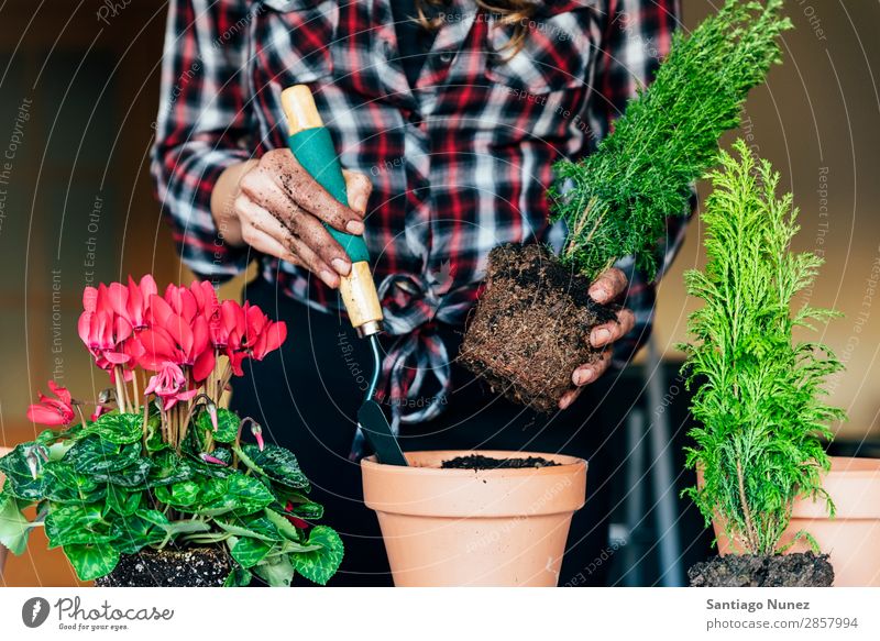 Frauenhände transplantieren Pflanze. heimwärts Sau Aussaat Wiederbepflanzung Gartenarbeit Topf Blumentopf Wachstum Farne Mensch Lifestyle Saatgut Düngung