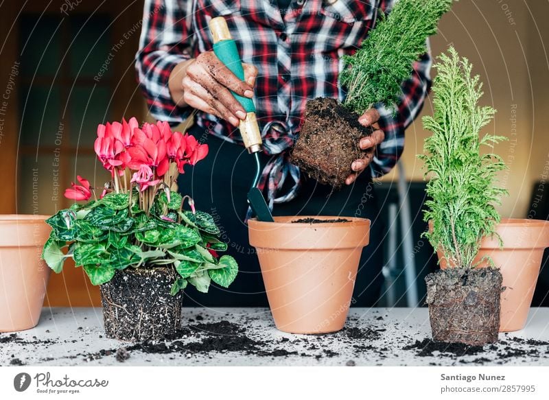 Frauenhände transplantieren Pflanze. heimwärts Sau Aussaat Gartenarbeit Topf Blumentopf Wachstum Farne Mensch Lifestyle Saatgut Düngung Biografie heimisch Öko