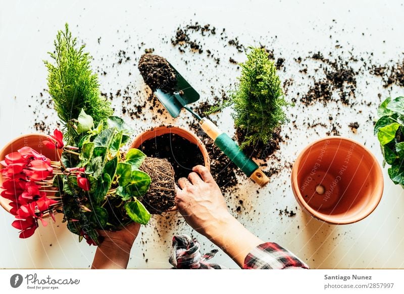 Frauenhände transplantieren Pflanze. heimwärts Sau Aussaat Wiederbepflanzung Gartenarbeit Topf Blumentopf Wachstum Farne Mensch Lifestyle Saatgut Düngung