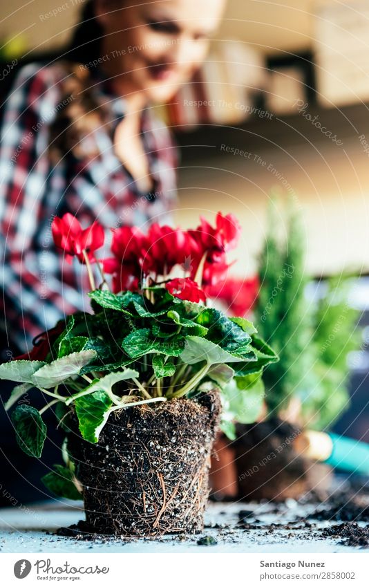 Frauenhände transplantieren Pflanze. heimwärts Sau Aussaat Wiederbepflanzung Gartenarbeit Topf Blumentopf Wachstum Farne Mensch Lifestyle Saatgut Düngung