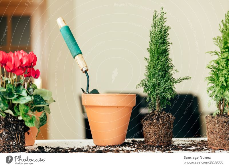 Stockfoto einer Verpflanzungspflanze heimwärts gebastelt Pflanze Schonung säen Aussaat Wiederbepflanzung Gartenarbeit Gartengeräte Topfpflanze Blumentopf