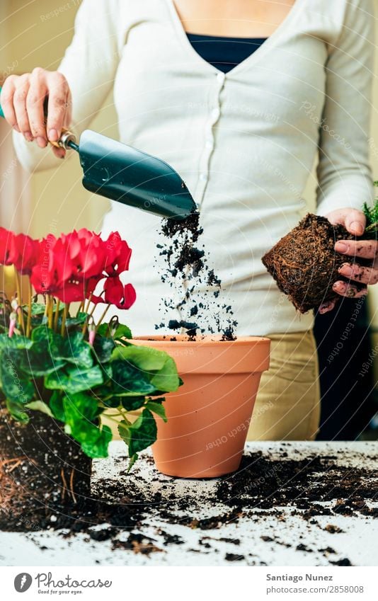 Frauenhände transplantieren Pflanze. heimwärts Sau Aussaat Wiederbepflanzung Gartenarbeit Topf Blumentopf Wachstum Farne Mensch Lifestyle Saatgut Düngung