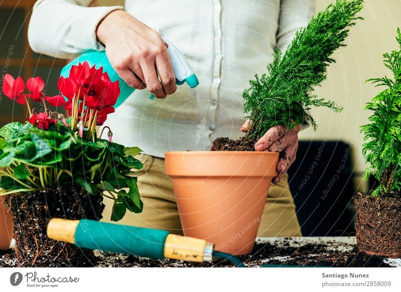 Frauenhände transplantieren Pflanze. heimwärts Sau Aussaat Wiederbepflanzung Gartenarbeit Topf Blumentopf Wachstum Farne Mensch Lifestyle Saatgut Düngung