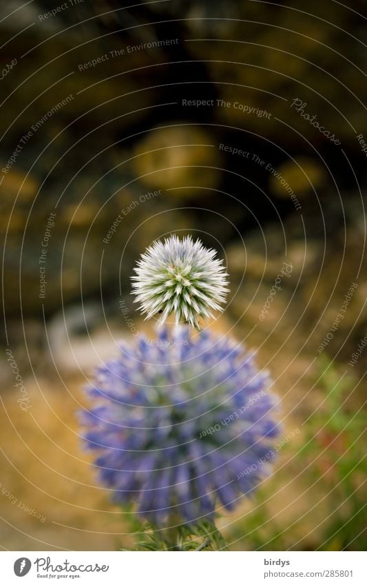 Blaue Kugeldisteln Natur Pflanze Sommer Blüte Wildpflanze Distelblüte Blühend ästhetisch exotisch rund stachelig blau violett Wachstum Wandel & Veränderung 2