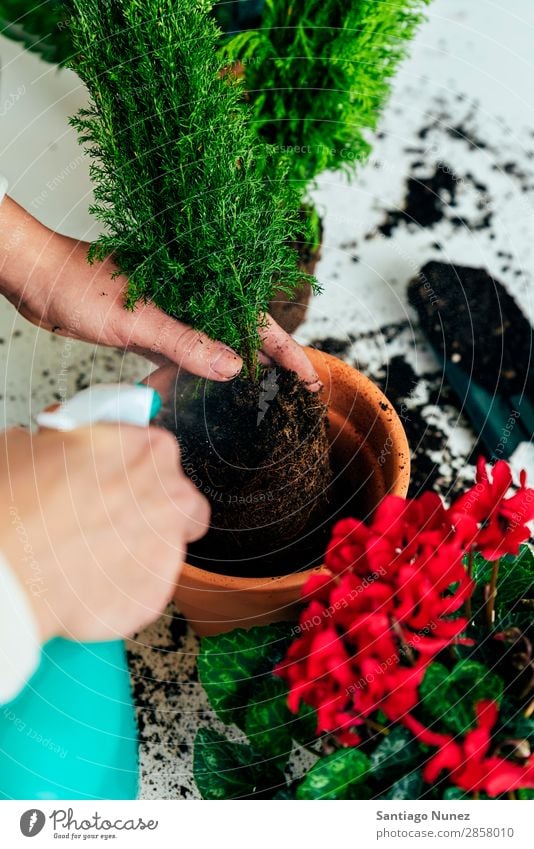 Frauenhände transplantieren Pflanze. heimwärts Sau Aussaat Wiederbepflanzung Gartenarbeit Topf Blumentopf Wachstum Farne Mensch Lifestyle Saatgut Düngung