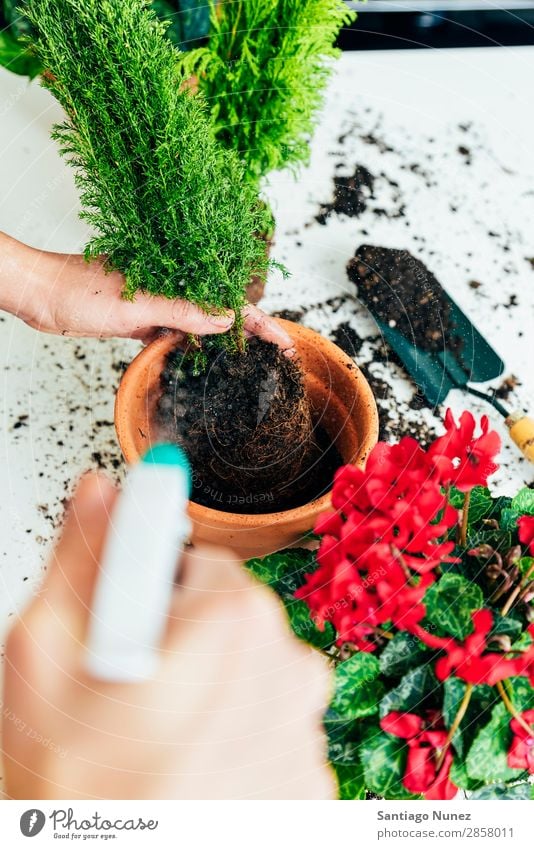 Frauenhände transplantieren Pflanze. heimwärts Sau Aussaat Wiederbepflanzung Gartenarbeit Topf Blumentopf Wachstum Farne Mensch Lifestyle Saatgut Düngung