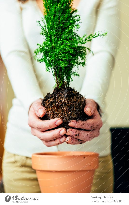 Frauenhände transplantieren Pflanze. heimwärts Sau Aussaat Wiederbepflanzung Gartenarbeit Topf Blumentopf Wachstum Farne Mensch Lifestyle Saatgut Düngung