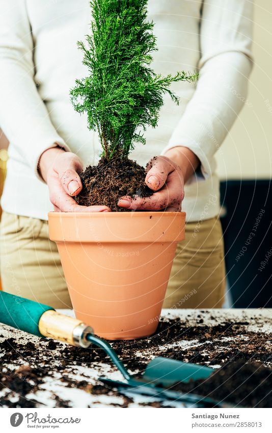 Frauenhände transplantieren Pflanze. heimwärts Sau Aussaat Wiederbepflanzung Gartenarbeit Topf Blumentopf Wachstum Farne Mensch Lifestyle Saatgut Düngung