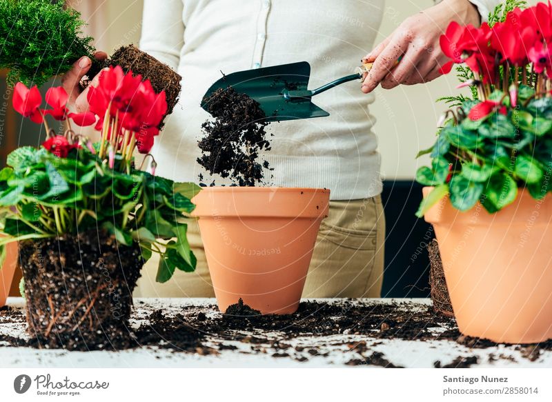 Frauenhände transplantieren Pflanze. heimwärts Sau Aussaat Wiederbepflanzung Gartenarbeit Topf Blumentopf Wachstum Farne Mensch Lifestyle Saatgut Düngung