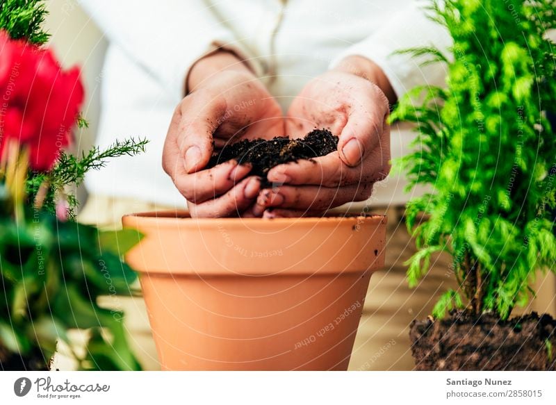 Frauenhände transplantieren Pflanze. heimwärts Sau Aussaat Wiederbepflanzung Gartenarbeit Topf Blumentopf Wachstum Farne Mensch Lifestyle Saatgut Düngung