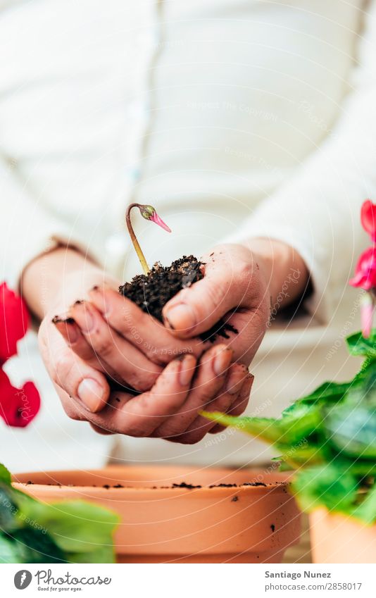 Frauenhände transplantieren Pflanze. heimwärts Born nachhaltig Leben Sau Aussaat Wiederbepflanzung Gartenarbeit Topf Blumentopf Wachstum Farne Mensch Lifestyle