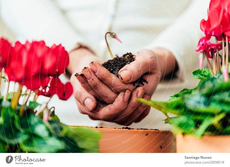 Frauenhände transplantieren Pflanze. heimwärts Born nachhaltig Leben Sau Aussaat Wiederbepflanzung Gartenarbeit Topf Blumentopf Wachstum Farne Mensch Lifestyle