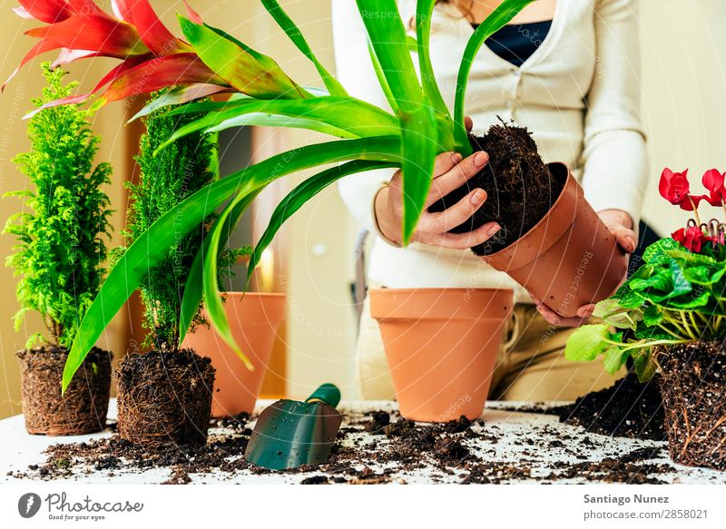 Frauenhände transplantieren Pflanze. heimwärts Sau Aussaat Wiederbepflanzung Gartenarbeit Topf Blumentopf Wachstum Farne Mensch Lifestyle Saatgut Düngung