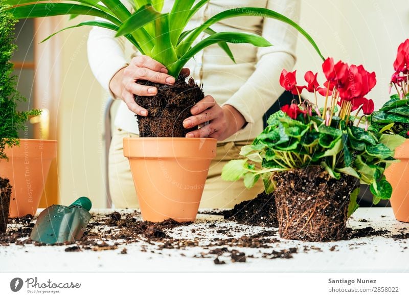 Frauenhände transplantieren Pflanze. heimwärts Sau Aussaat Wiederbepflanzung Gartenarbeit Topf Blumentopf Wachstum Farne Mensch Lifestyle Saatgut Düngung