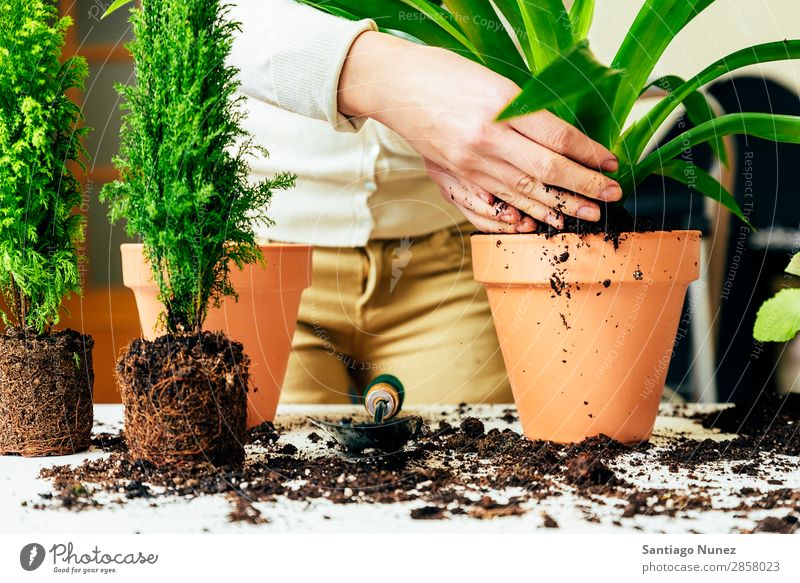 Frauenhände transplantieren Pflanze. heimwärts Sau Aussaat Wiederbepflanzung Gartenarbeit Topf Blumentopf Wachstum Farne Mensch Lifestyle Saatgut Düngung