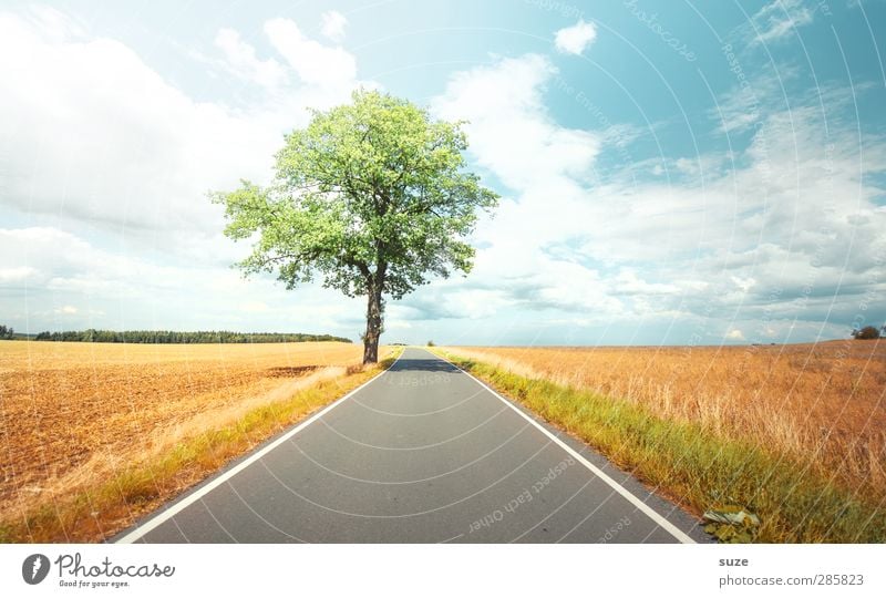 Sommerzeit Umwelt Natur Landschaft Pflanze Himmel Wolken Horizont Herbst Wetter Schönes Wetter Baum Wiese Feld Verkehr Verkehrswege Straße Wege & Pfade