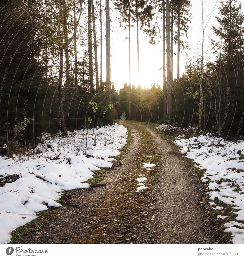 wegbeschreibung Natur Landschaft Sonnenlicht Herbst Winter Schnee Wald Wege & Pfade Stimmung Mut Romantik Wegbiegung Lichteinfall Baum Fichtenwald Beschreibung