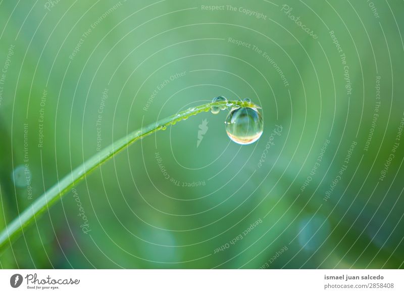 Tropfen auf die Pflanze Gras Blatt grün Regen glänzend hell Garten geblümt Natur abstrakt Konsistenz frisch Außenaufnahme Hintergrund neutral Beautyfotografie