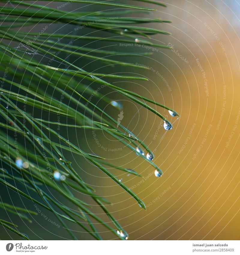 Tropfen auf den grünen Blättern Pflanze Blatt Regen glänzend hell Garten geblümt Natur abstrakt Konsistenz frisch Außenaufnahme Hintergrund Beautyfotografie