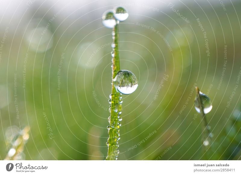 Tropfen auf die Pflanze Gras Blatt grün Regen glänzend hell Garten geblümt Natur abstrakt Konsistenz frisch Außenaufnahme Hintergrund Beautyfotografie