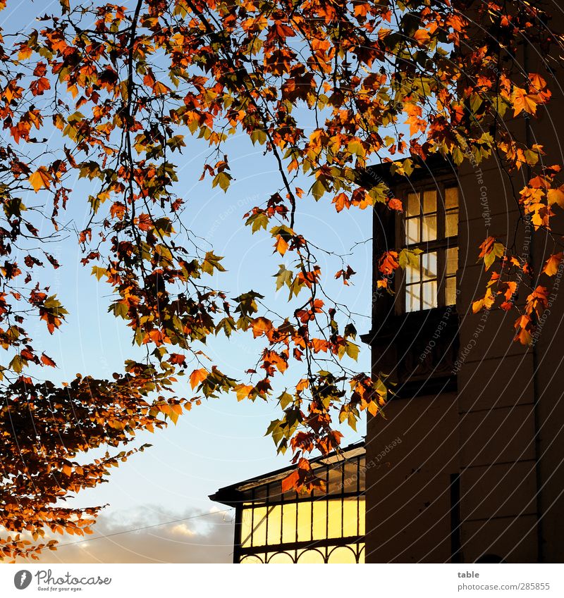 voll krass romantisch . . . Umwelt Natur Landschaft Himmel Herbst Schönes Wetter Pflanze Baum Berlin Friedrichshagen Haus Bauwerk Gebäude Architektur Villa