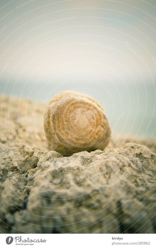 kleiner Findling Natur Sommer Felsen Küste Sammlerstück Fossilien Stein ästhetisch hell natürlich positiv blau schön Strandgut rund Farbfoto Gedeckte Farben