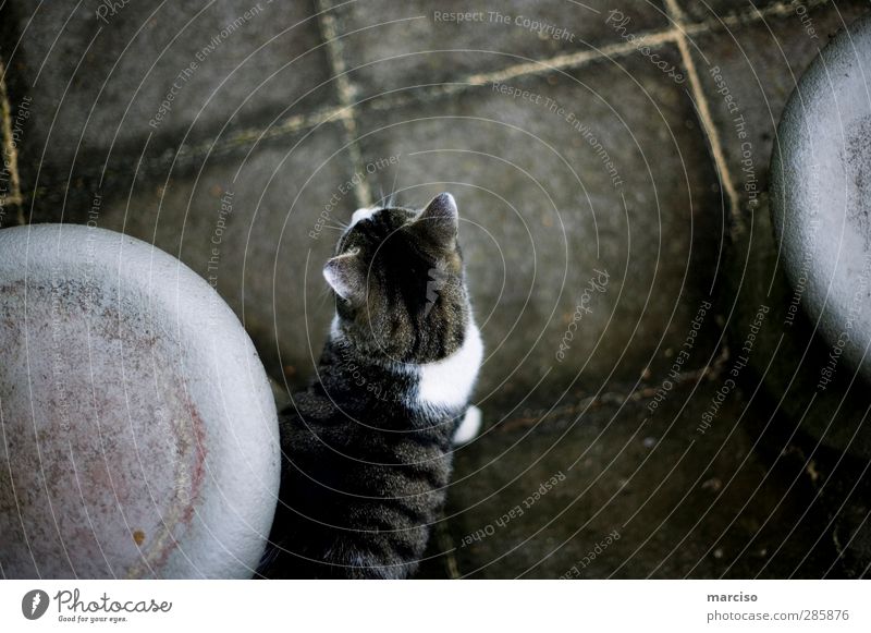 Wo ist die Maus? Natur Tier Haustier Katze Fell 1 listig Neugier niedlich oben klug Tierliebe Ausdauer Farbfoto Außenaufnahme Tag Kontrast Vogelperspektive