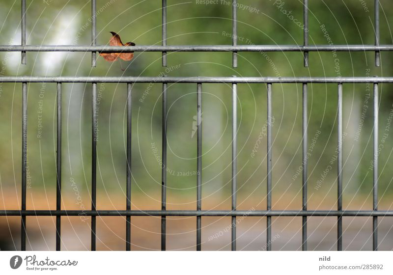 vergitterte herbstliche unschärfe Natur Landschaft Herbst Schönes Wetter Park Blatt Gitter Zaun Sportplatz Metall einzeln Ausgrenzung einsperren Farbfoto