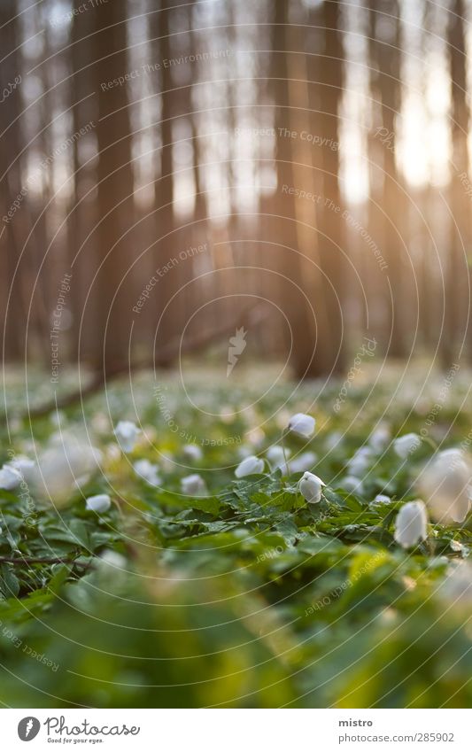 Maiglöckchen Gartenarbeit Umwelt Natur Landschaft Sonnenaufgang Sonnenuntergang Sommer Blüte Grünpflanze Wildpflanze Wald Frühlingsgefühle Farbfoto