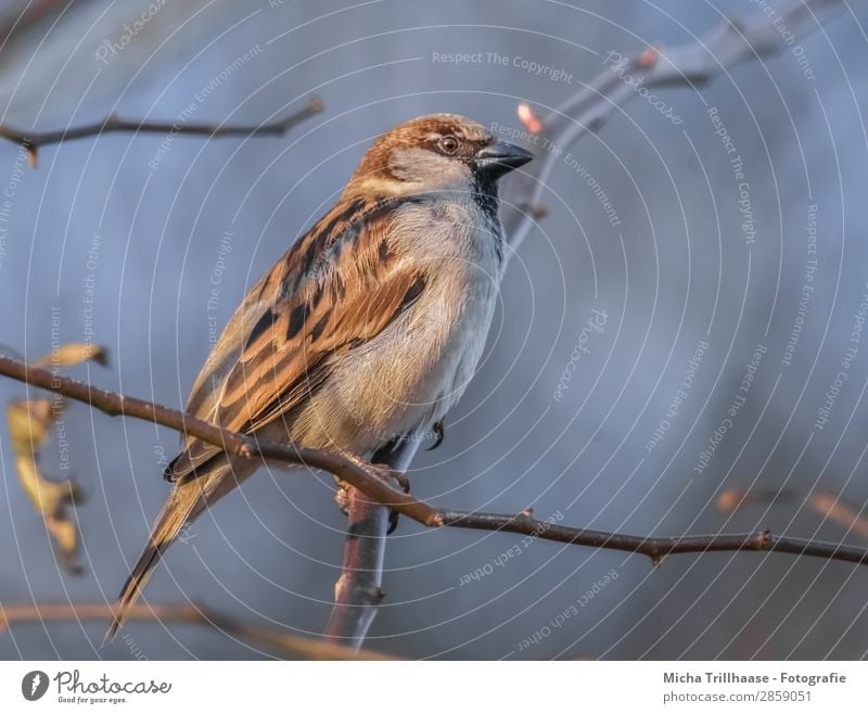 Spatz im Sonnenschein Natur Tier Himmel Sonnenlicht Schönes Wetter Baum Zweige u. Äste Wildtier Vogel Tiergesicht Flügel Krallen Sperlingsvögel Schnabel Auge