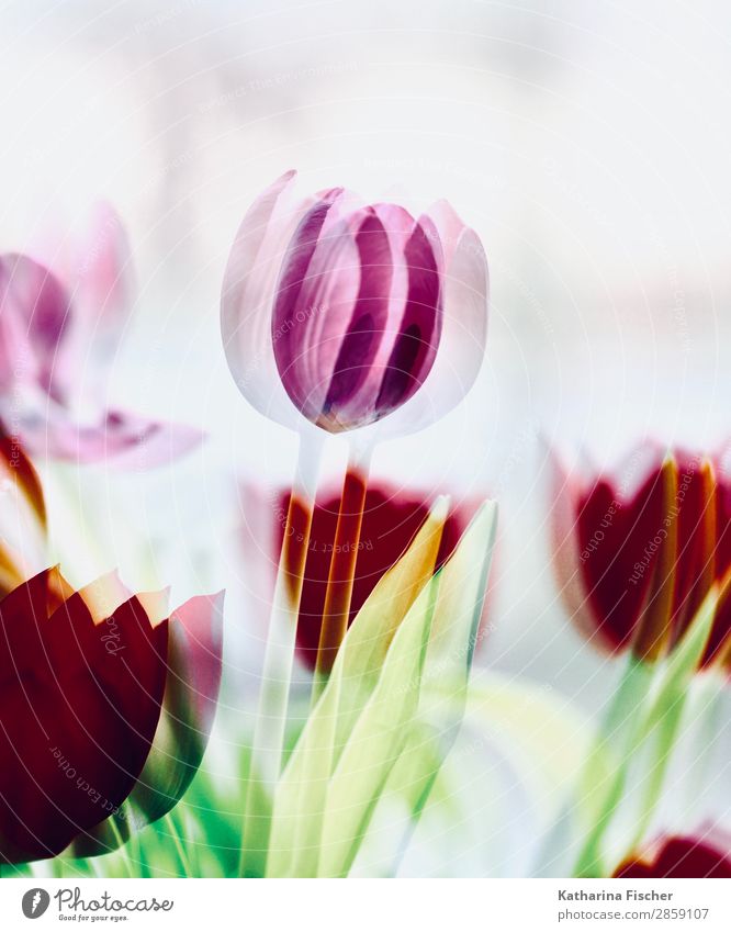 Tulpe Telpen rot tosa Kunst Natur Pflanze Frühling Sommer Herbst Winter Blume Blatt Blüte Blumenstrauß Blühend leuchten gelb grün rosa türkis weiß malerisch