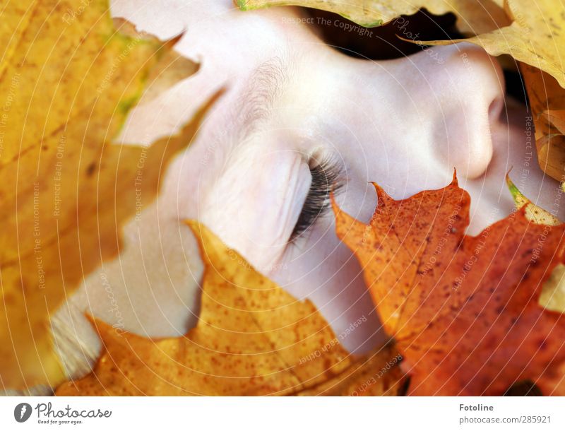 Herbstschlaf ;-) Mensch feminin Kind Mädchen Kindheit Haut Kopf Gesicht Auge Nase Umwelt Natur Pflanze Blatt hell nah natürlich gelb orange rot Wimpern