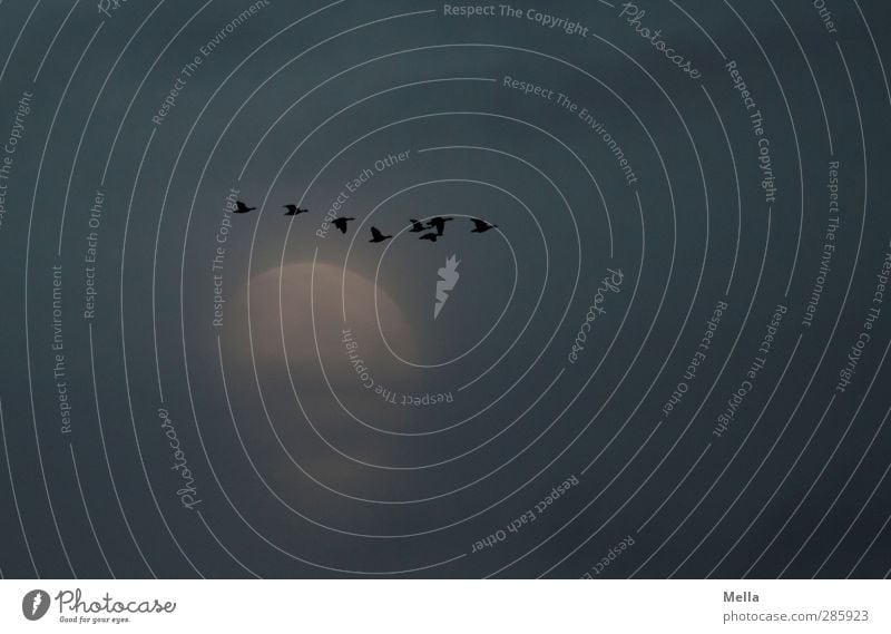 Moonlight Flying Part II Umwelt Natur Luft Himmel Nachthimmel Mond Vollmond Tier Vogel Gans Wildgans Tiergruppe Schwarm fliegen leuchten frei Zusammensein klein