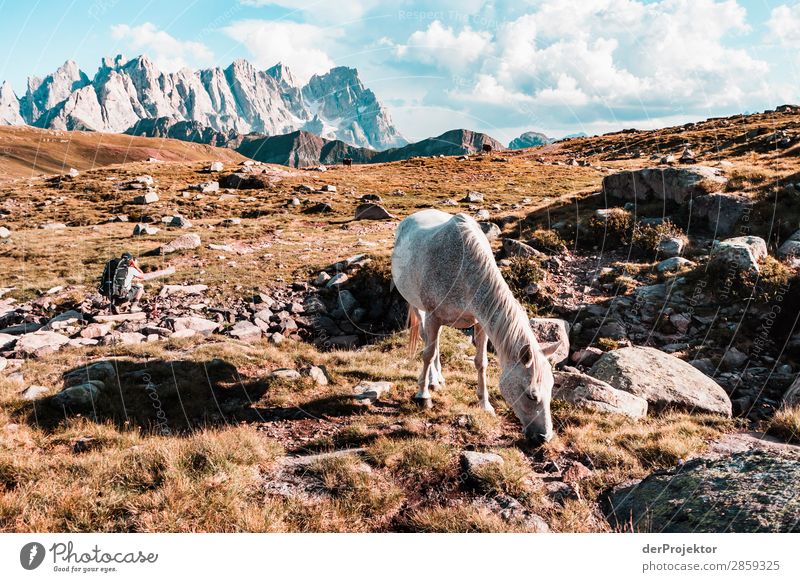 Pferd mit Panoramablick in den Dolomiten Tourismus Strukturen & Formen Textfreiraum unten Ferien & Urlaub & Reisen Licht Textfreiraum rechts Schatten Kontrast