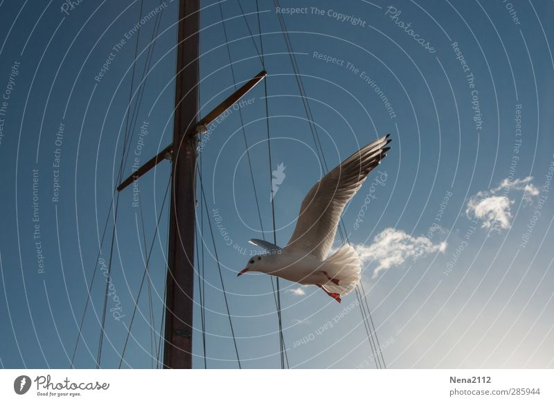 Flying away... Tier Vogel 1 fliegen blau weiß Möwe Möwenvögel Wasserfahrzeug Segelboot Mast Hafen Wolken Fliege fliegend Freiheit Farbfoto Außenaufnahme