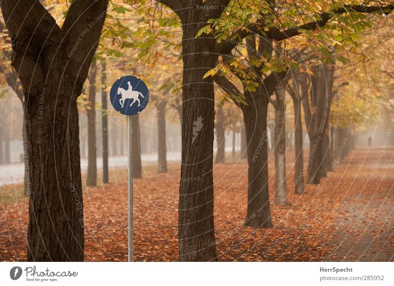 "A horse, a horse, my kingdom for a horse..." Mensch feminin Frau Erwachsene 1 18-30 Jahre Jugendliche Herbst Nebel Baum Blatt Park Sehenswürdigkeit Prater