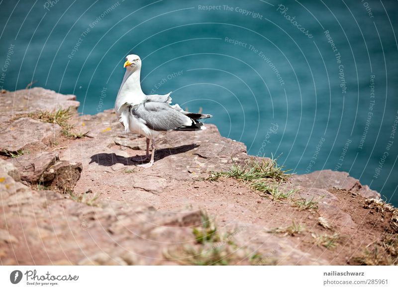 Möwe Umwelt Natur Landschaft Wasser Sommer Küste Meer Atlantik Bretagne Tier Wildtier Vogel 1 stehen Farbfoto Außenaufnahme Menschenleer Tag