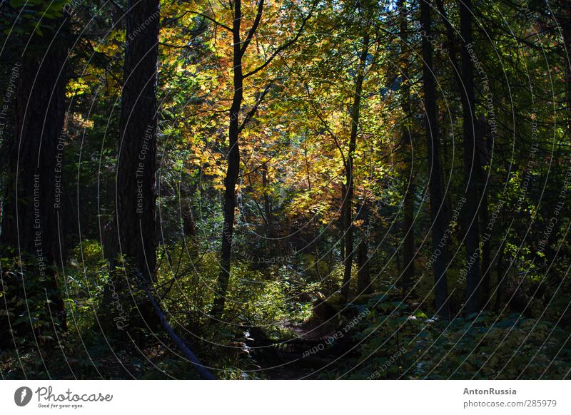 Waldherbst hellgrüne Bäume Umwelt Natur Landschaft Pflanze Erde Sommer Herbst Schönes Wetter Baum Gras schön Gefühle Stimmung Farbfoto Außenaufnahme Experiment