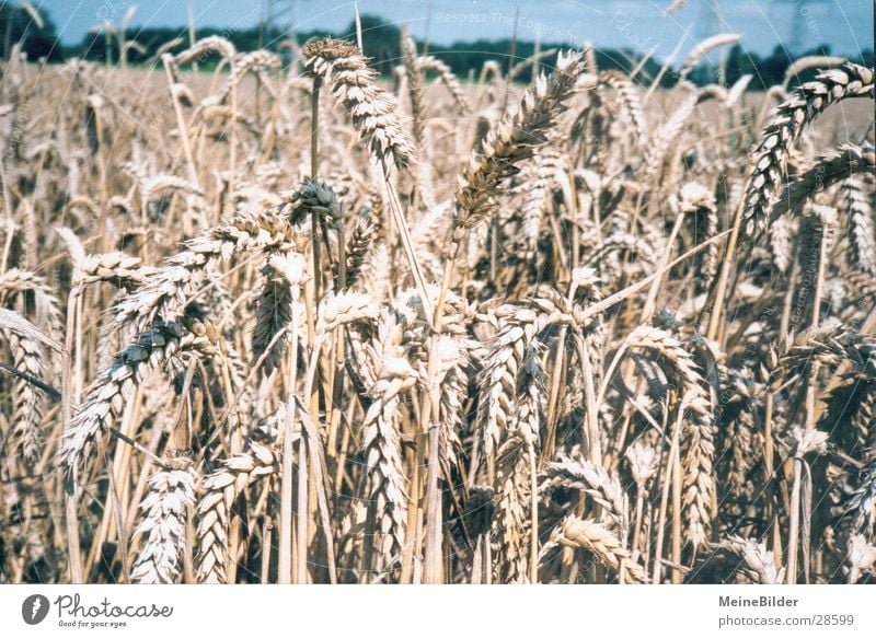 Weizenfeld Ehre Feld Sommer