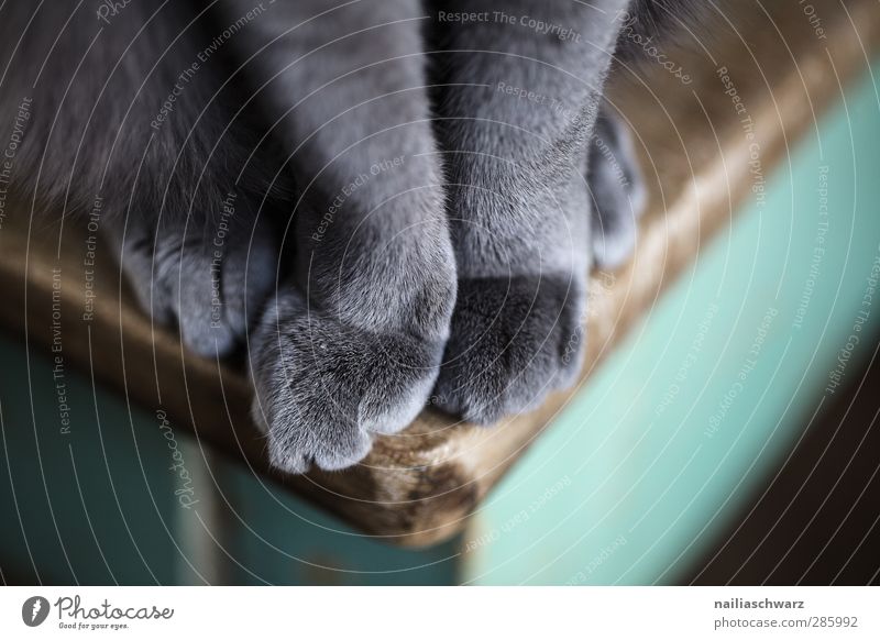 Samt­pfo­te Tier Haustier Katze Pfote 1 Tisch Holz Erholung sitzen elegant schön niedlich weich blau grau grün Zufriedenheit Geborgenheit Warmherzigkeit