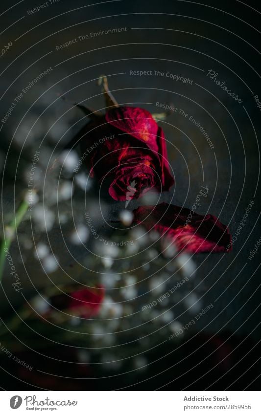 Getrocknete Rosen auf dunklem Hintergrund alt schön Blume Blumenstrauß dunkel Tod dekorieren getrocknet Trockenblumen geblümt Licht Liebe lieblich Blütenblatt