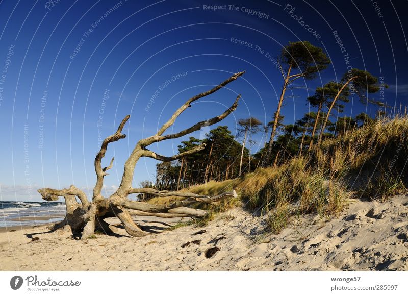 Westküste Ferien & Urlaub & Reisen Ausflug Freiheit Stranddüne Natur Landschaft Himmel Wolkenloser Himmel Horizont Sommer Herbst Baum Küste Ostsee