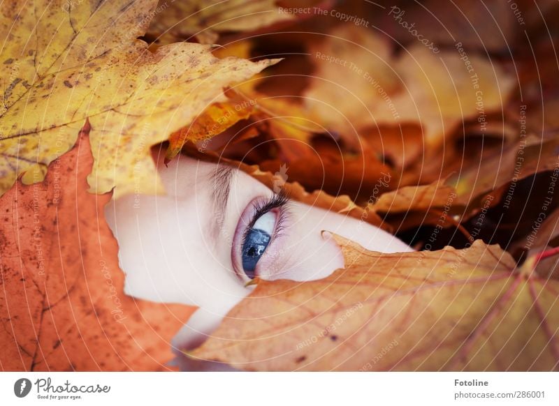 Schau mir in mein Auge HERBST Mensch feminin Mädchen Kindheit Haut Gesicht Umwelt Natur Pflanze Herbst Schönes Wetter Blatt hell schön nah natürlich blau braun