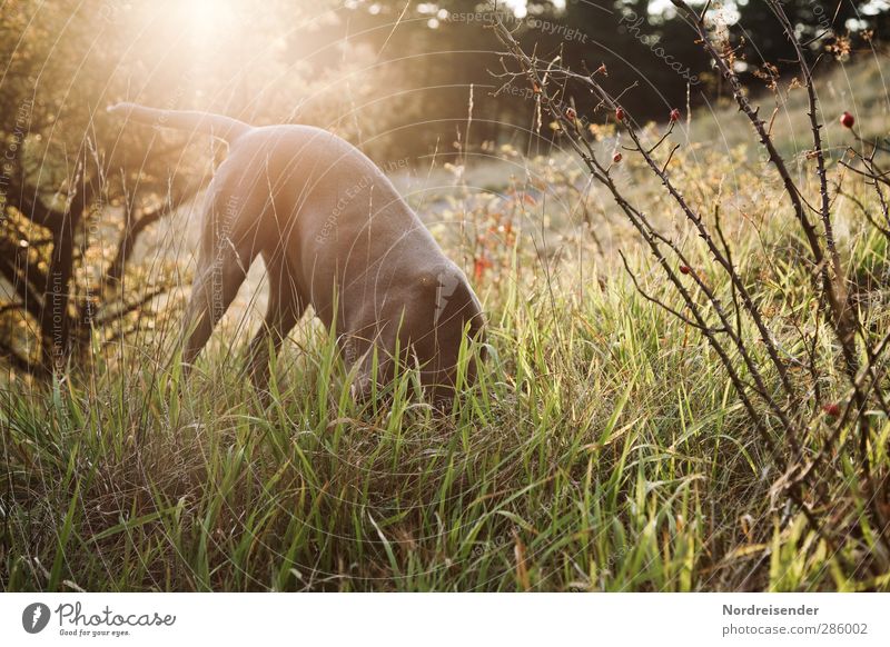 Mäuse gucken.... Sommer Natur Herbst Schönes Wetter Pflanze Gras Sträucher Wiese Wald Tier Haustier Hund 1 Fitness Jagd Spielen stehen toben sportlich frech