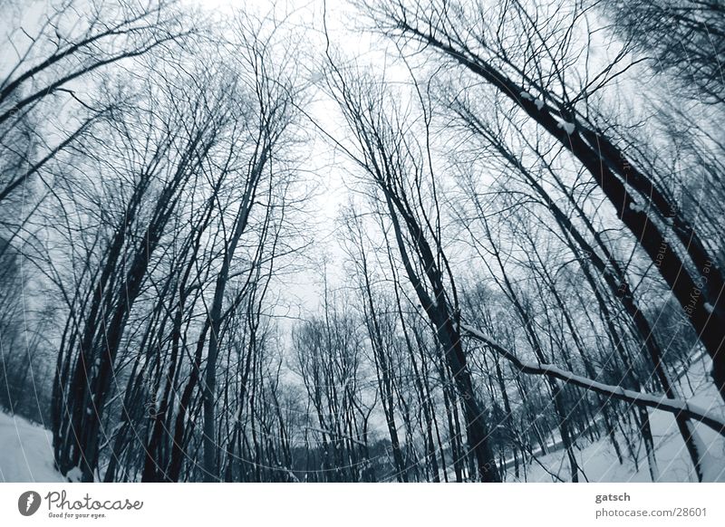 unheimlicher Wald Baum kalt Stimmung Winter