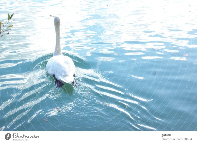 Schwan von Hinten See Wellen Wasser blau Im Wasser treiben Schwimmen & Baden