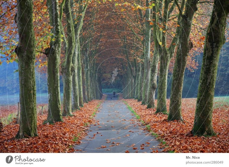 novembermorje Umwelt Natur Landschaft Herbst Klima Baum Blatt Park Wald Idylle Linde Allee Wege & Pfade Spaziergang Holz November Novemberstimmung Herbstfärbung